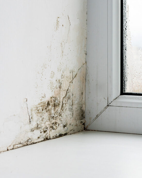 Schimmel am Fenster an der Wand